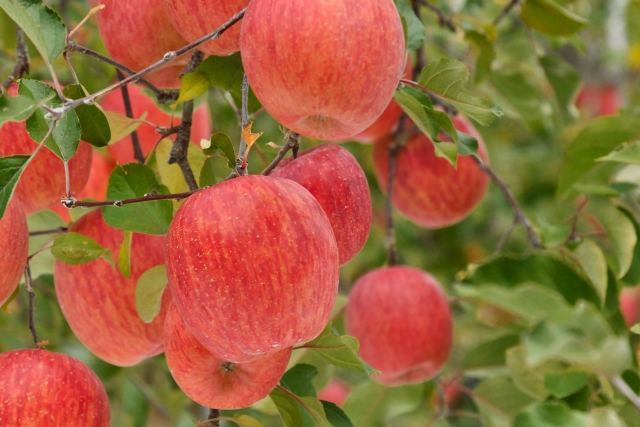 長野　果物狩り
