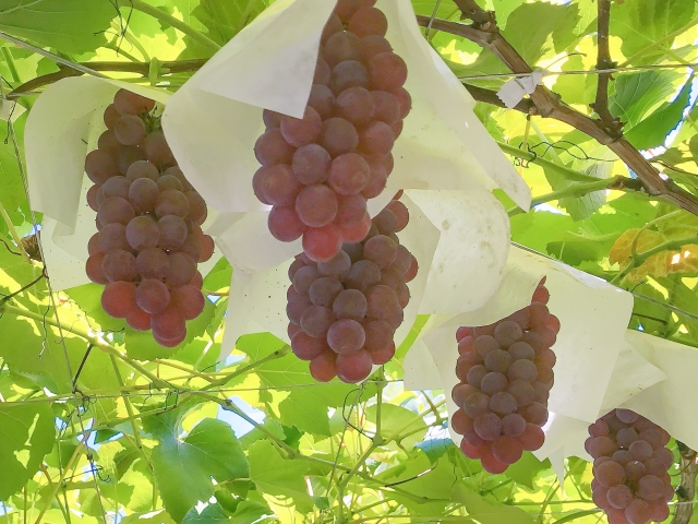長野　果物狩り