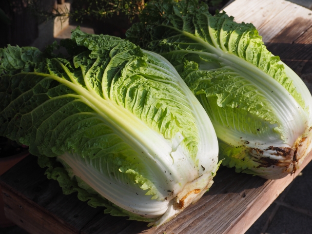 白菜