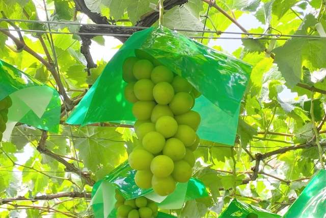 シャインマスカット