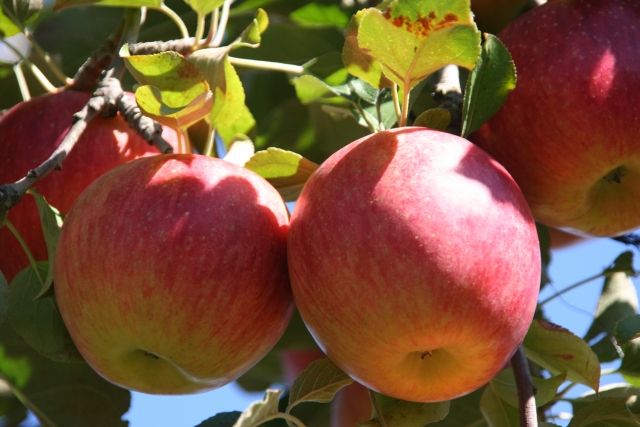 シナノスイート