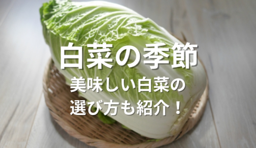 白菜の季節はいつ？美味しい白菜の選び方、保存方法、レシピを紹介！
