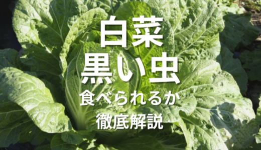 白菜の黒い虫、見つけたらどうする？食べられるか徹底解説