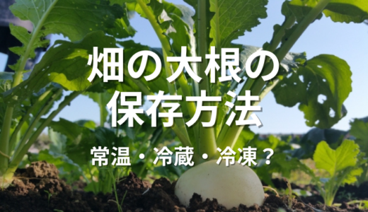 畑の大根の保存方法：新鮮さを長持ちさせるのは、常温・冷蔵・冷凍？