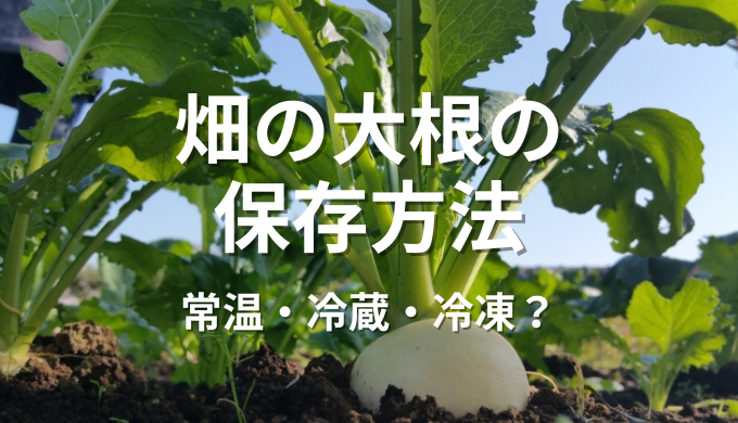 畑の大根の保存方法