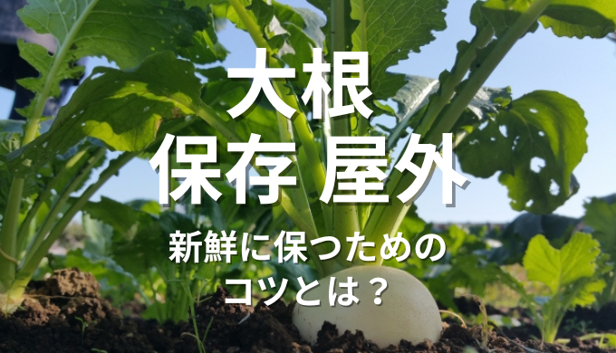 大根保存屋外