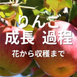 りんご成長過程