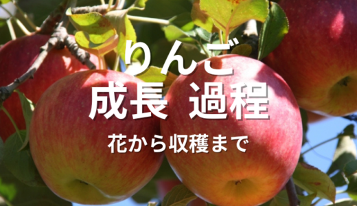 りんご 成長 過程を徹底解説！花から収穫までの感動ストーリー