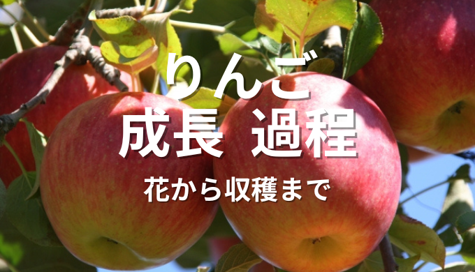 りんご成長過程