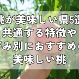 桃が美味しい県5選｜共通する特徴や好み別におすすめの美味しい桃