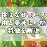 桃はなぜ高い？理由と美味しい桃の特徴を解説