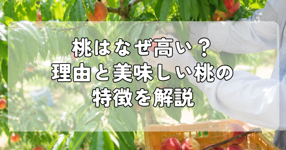 桃はなぜ高い？理由と美味しい桃の特徴を解説